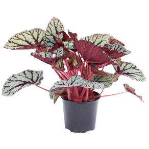Begonia Rex 12cm Pot