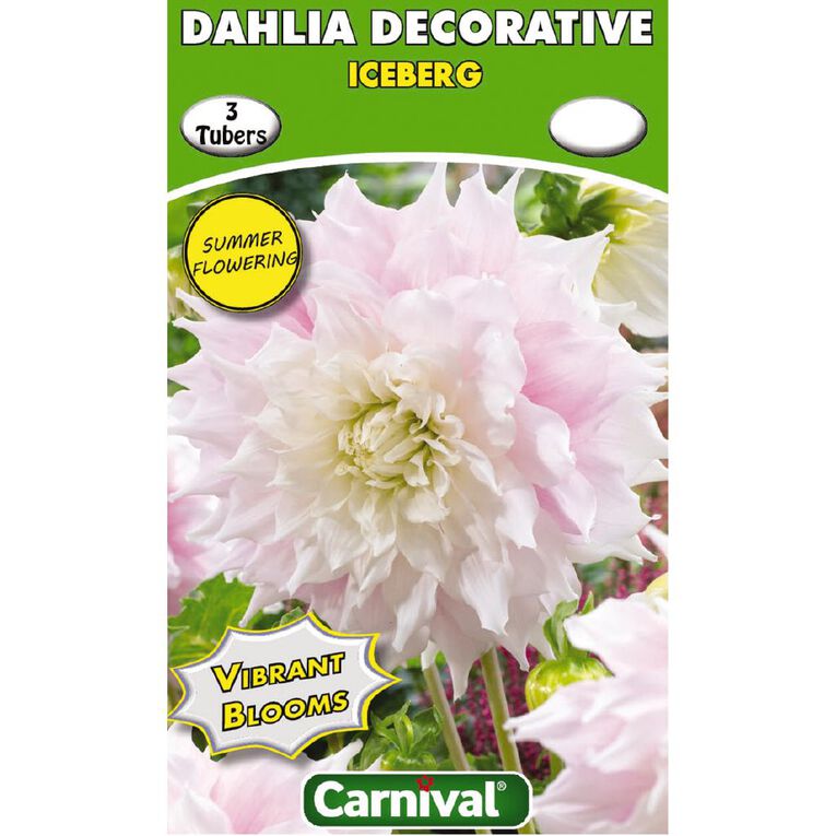 Kiwi Garden Dahlia Bulb Single Variety 3 Pack, , hi-res