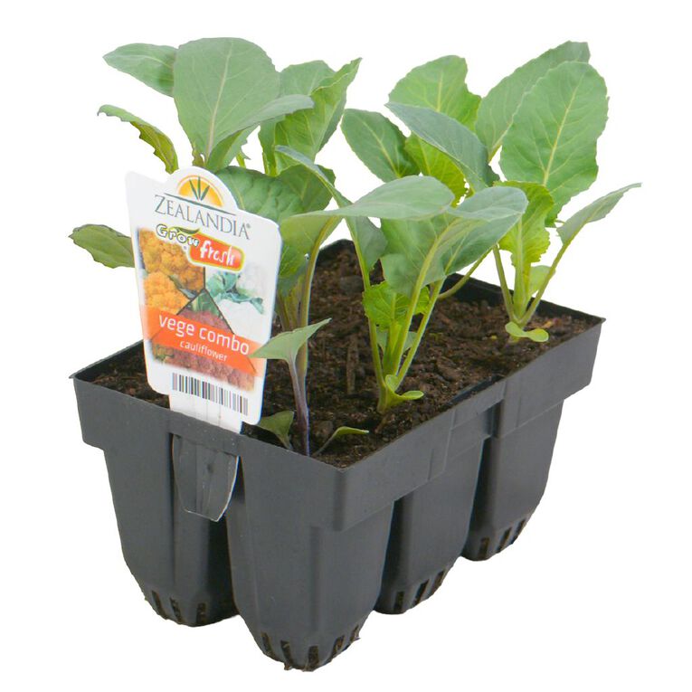 Growfresh Vege Combo Cauliflower, , hi-res