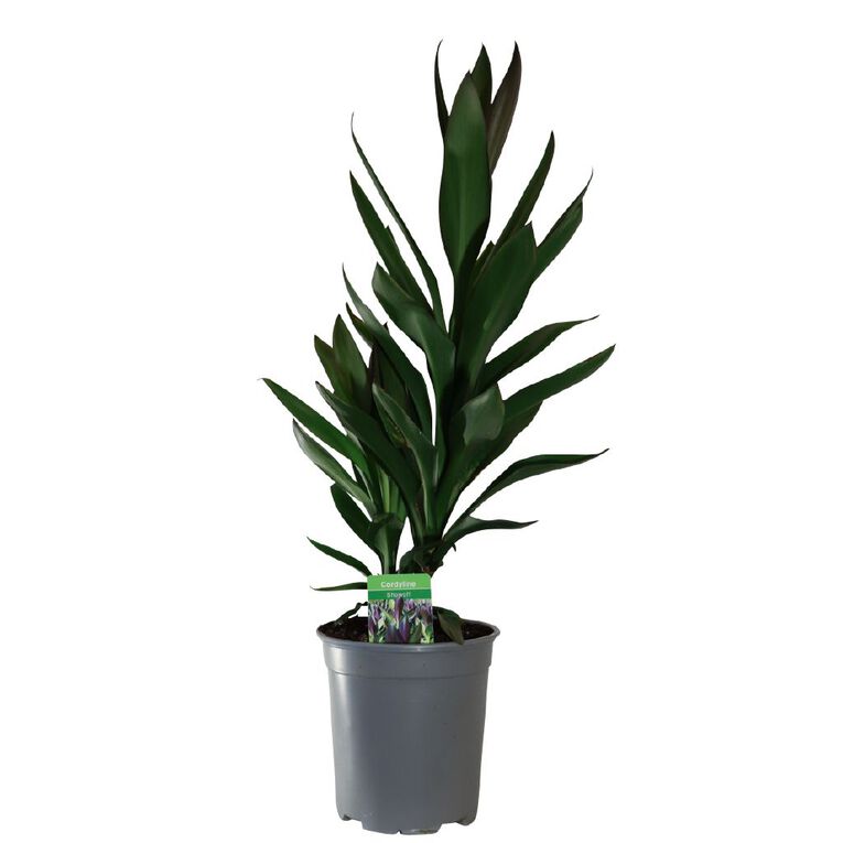 Cordyline showoff 3.5L, , hi-res