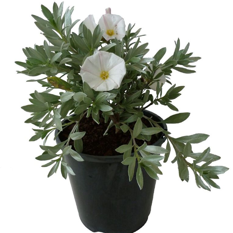 Convolvulus Cneorum Potted Plant - 1.9L, , hi-res