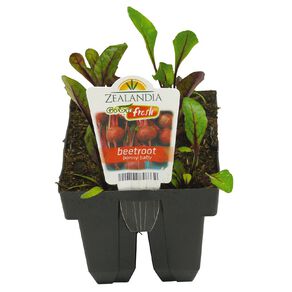 Growfresh Beetroot Bonny Baby