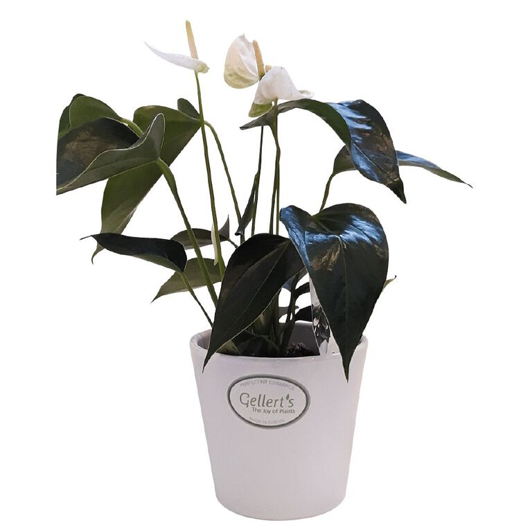Anthurium in Ceramic Pot 9cm, , hi-res