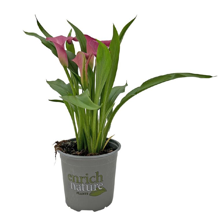 Zantedeschia 13cm, , hi-res