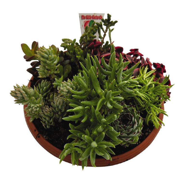 Succulent Bowl 17cm Bowl, , hi-res