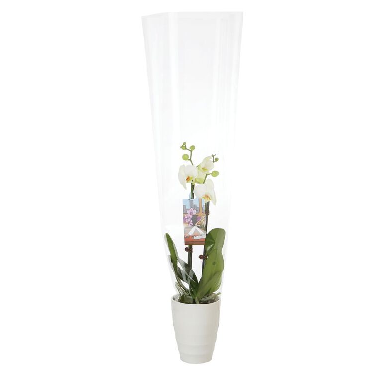 Phalaenopsis Orchid Ceramic 12cm Pot, , hi-res