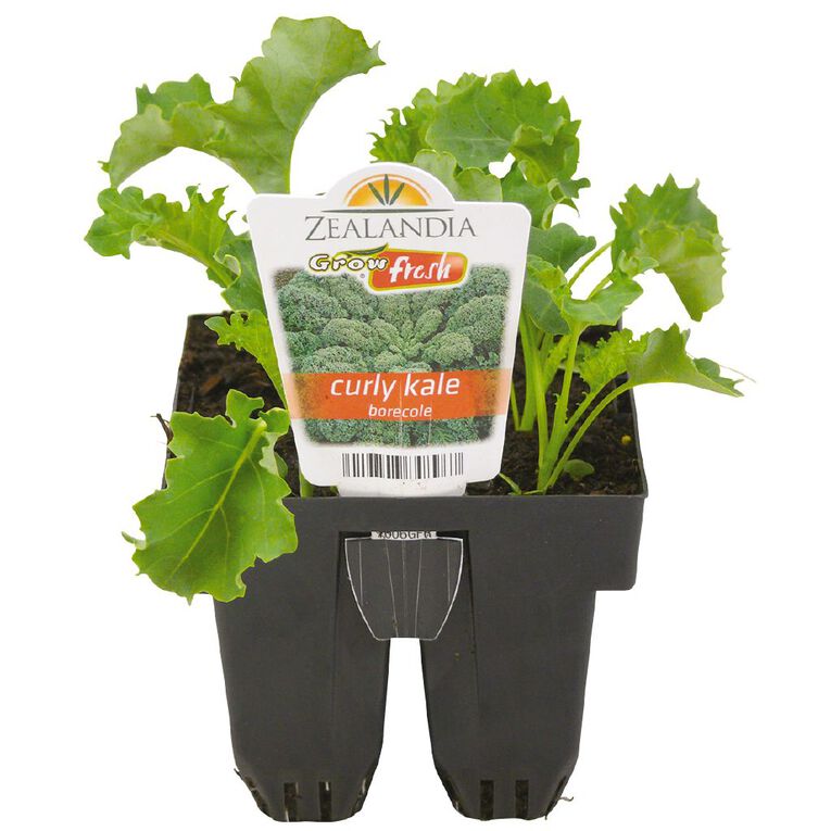 Growfresh Curly Kale Borecole, , hi-res