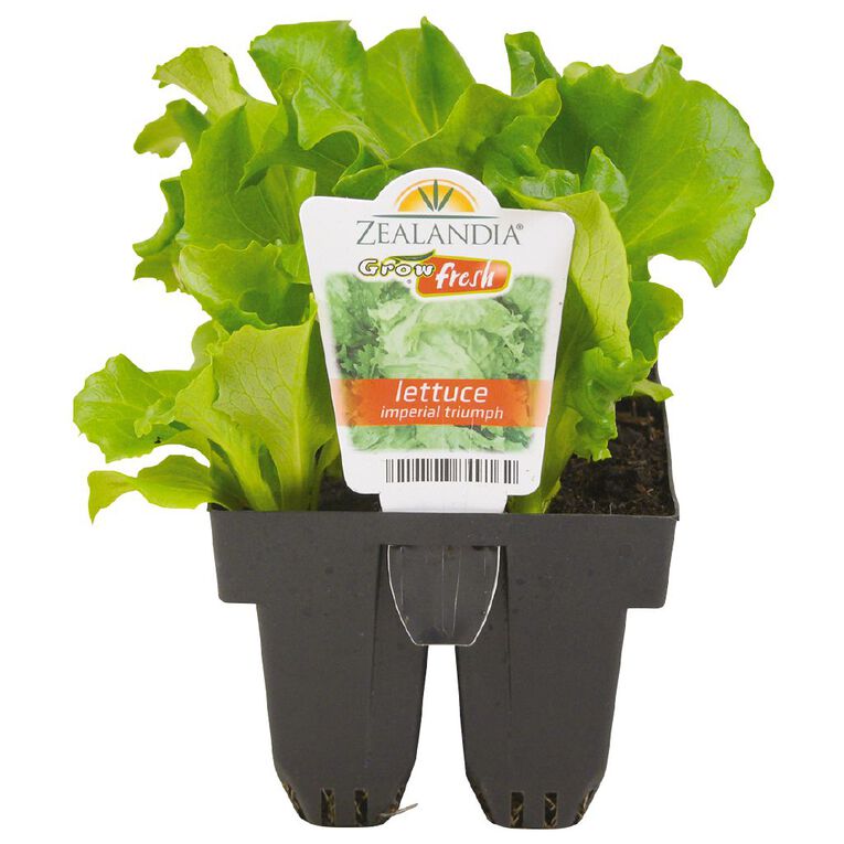 Growfresh Lettuce Imperial Triumph, , hi-res