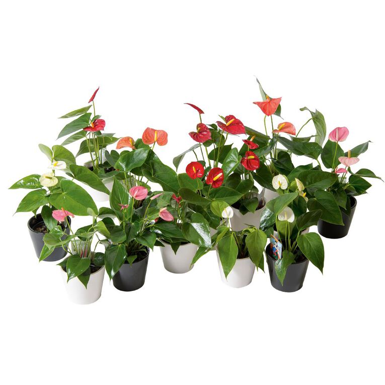 Anthurium in Ceramic Pot 9cm, , hi-res