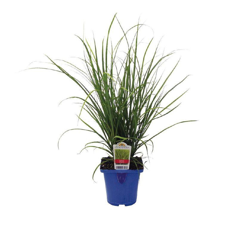 Landscape Grass Carex Comans Green 10cm Pot, , hi-res