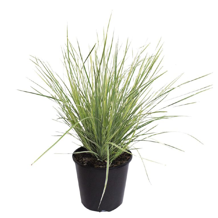 Lomandra White Sands Potted Plant 1.9L, , hi-res