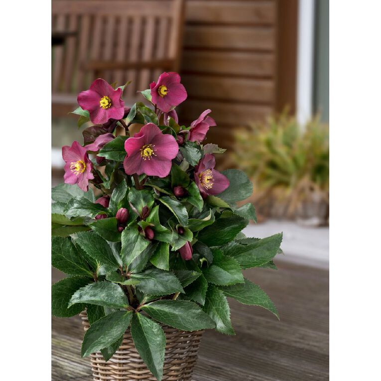 Helleborous 2.4L, , hi-res