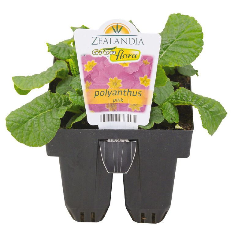 Growflora Poly Pacific Giant Pink, , hi-res