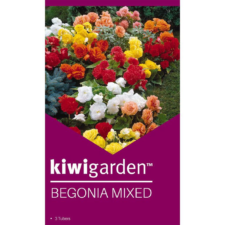 Kiwi Garden Begonia Tuber Mixed Colour 3PK, , hi-res