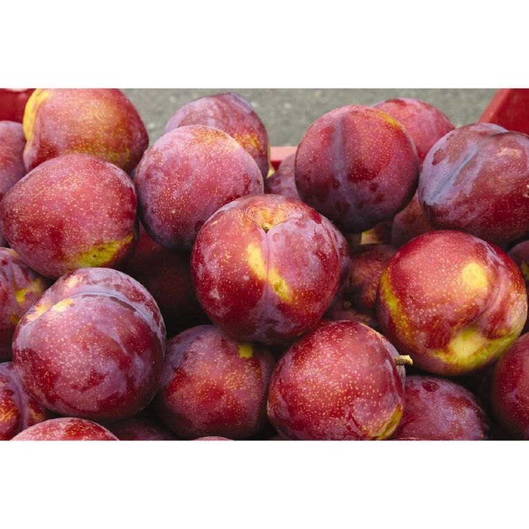 Plum Tree 4.7L Pot, , hi-res