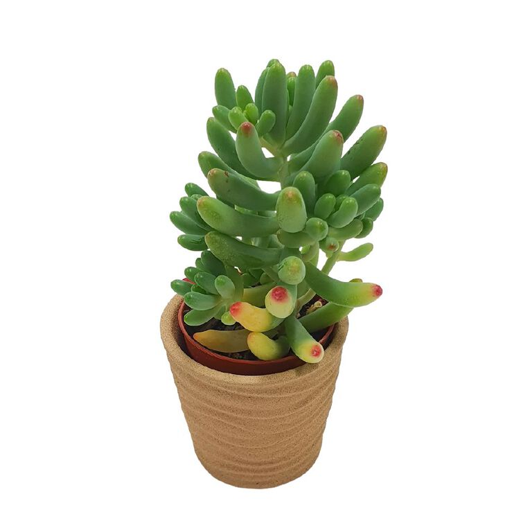 Succulents in Ceramics, , hi-res