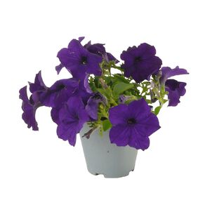 Petunia Sanguna 10cm Cobalt