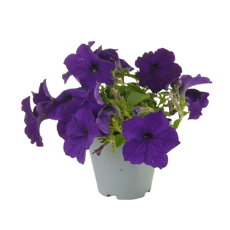 Petunia Sanguna 10cm Cobalt, , hi-res