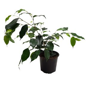 Ficus Danielle 12cm