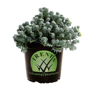 Sedum Cape Blanco 14cm
