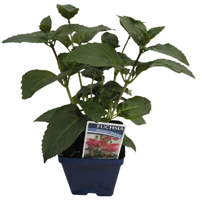 Fuchsia 10cm Pot, , hi-res