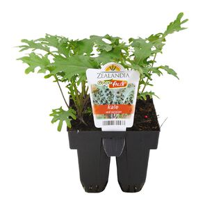 Growfresh Kale Red Russian