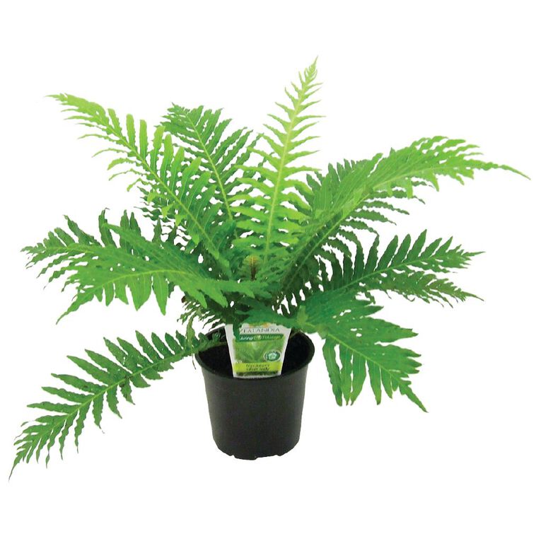 Indoor Foliage Mix Pot 12cm Pot, , hi-res