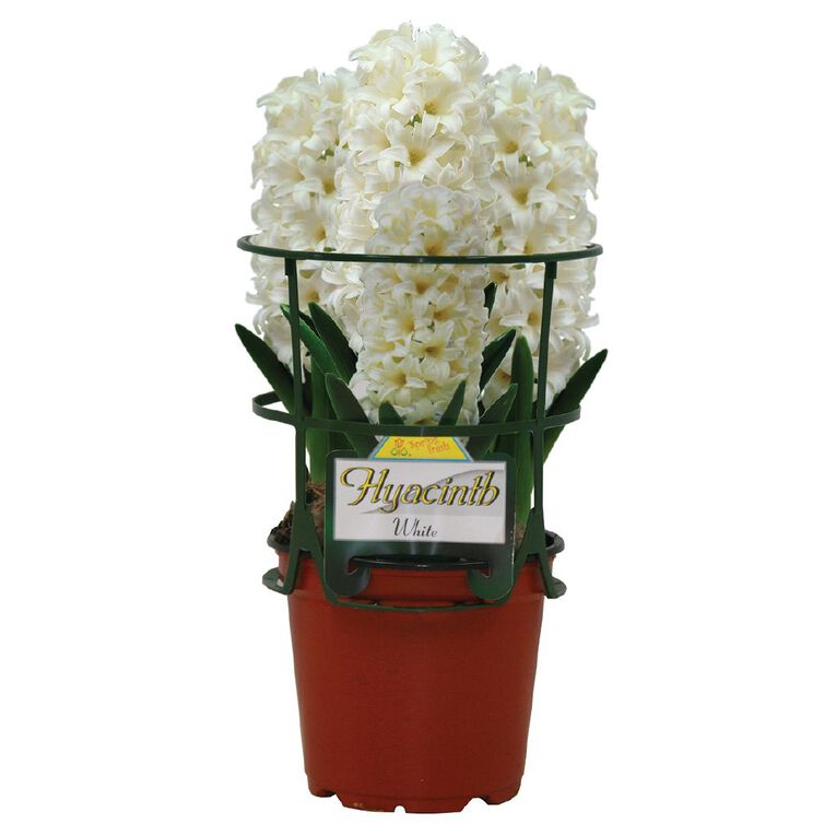 Kiwi Garden Indoor Potted Hyacinth 12cm Pot, , hi-res