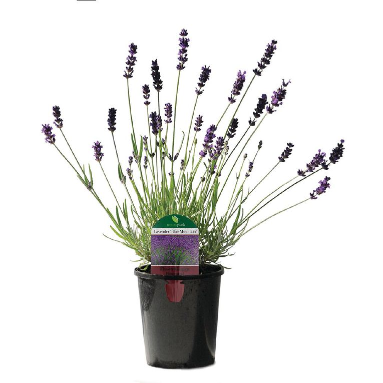 English Blue Mountain Lavender Potted Plant - 12cm, , hi-res