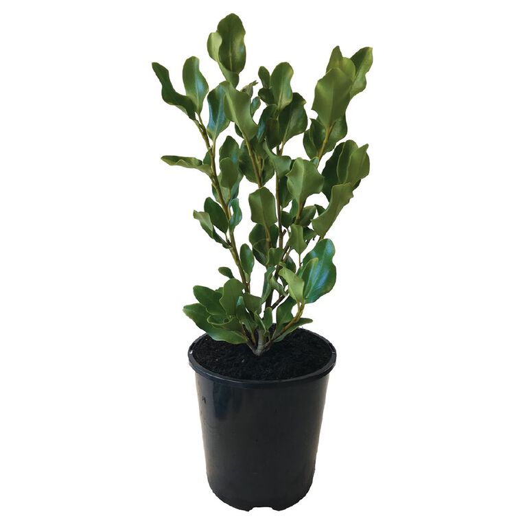 Griselinia Broadway Mint Potted Plant 1.9L, , hi-res