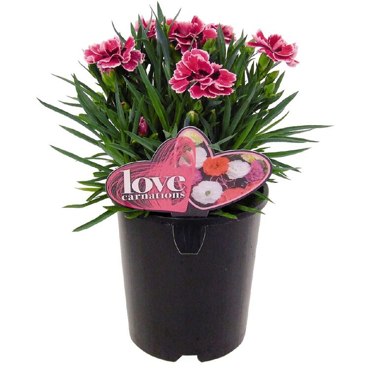 Love Carnation 14cm Pot Assorted, , hi-res