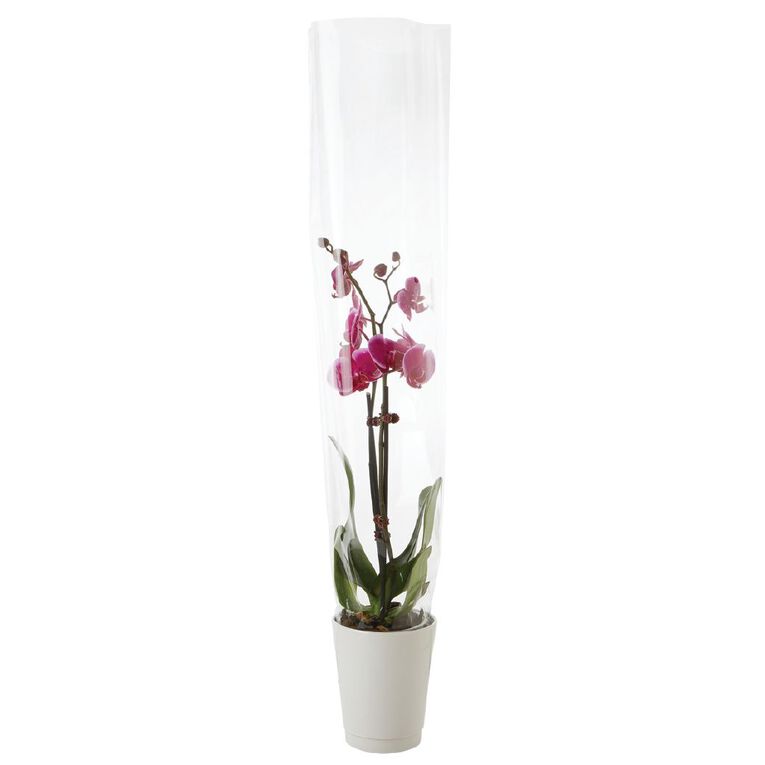 Phalaenopsis Orchid Ceramic 12cm Pot, , hi-res