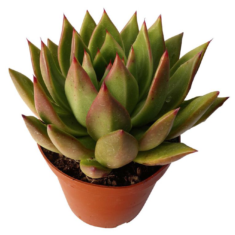 Succulents 12cm Pot, , hi-res