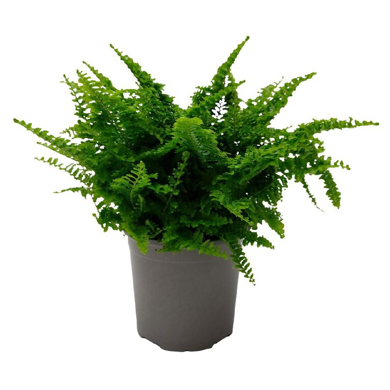 Nephrolepsis Fluffy Ruffles 12cm, , hi-res