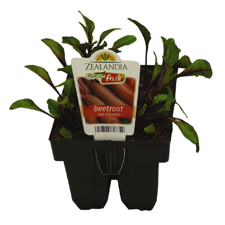 Growfresh Beetroot Red Torpedo, , hi-res