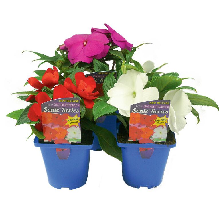 Impatiens Sonic Series Pot Assorted, , hi-res