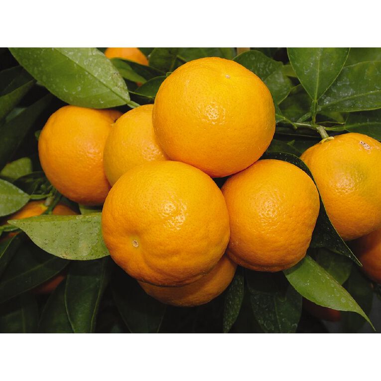 Citrus Tangelo 4.7L Pot, , hi-res