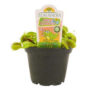 Indoor Venus Fly Trap 8cm Pot