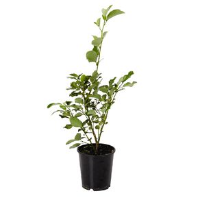 Griselinia Potted Plant 3.3L Assorted