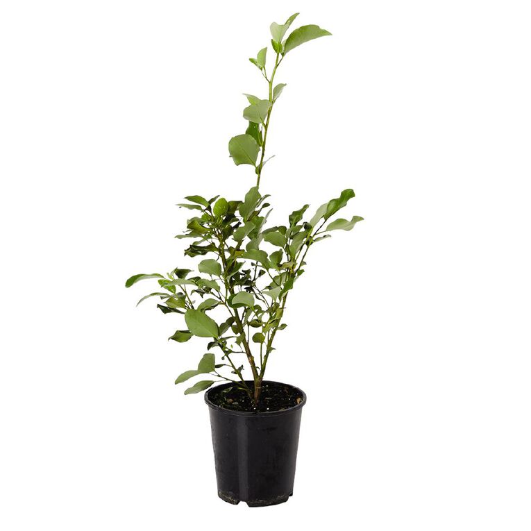 Griselinia Potted Plant 3.3L Assorted, , hi-res