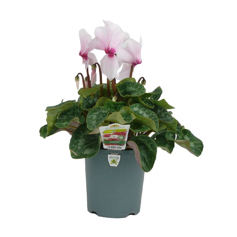 Indoor Cyclamen 14cm Pot Assorted, , hi-res