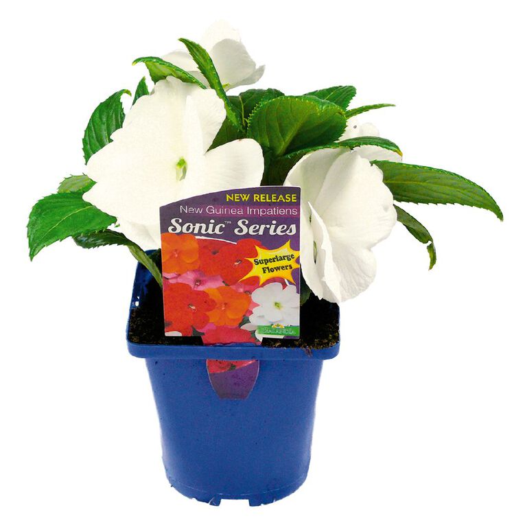 Impatiens Sonic Series Pot Assorted, , hi-res