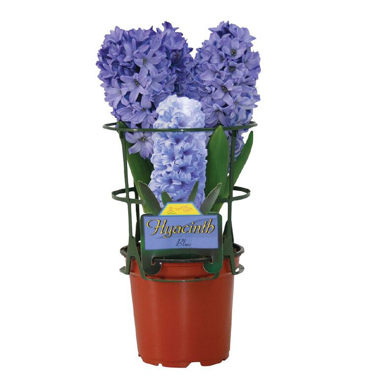 Kiwi Garden Indoor Potted Hyacinth 12cm Pot, , hi-res