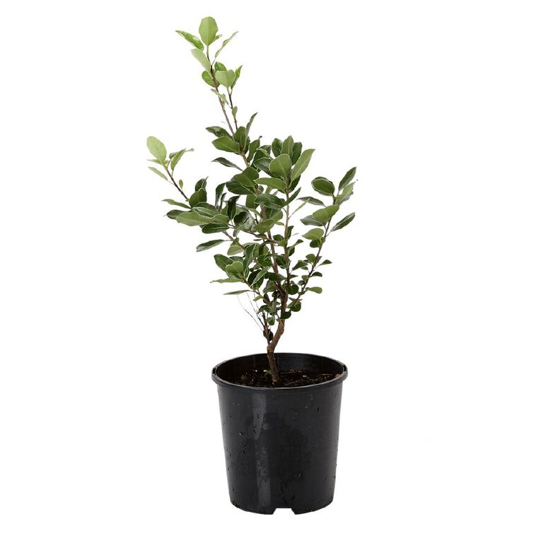 Pittosporum Stephens Island Potted Plant - 1.9L, , hi-res
