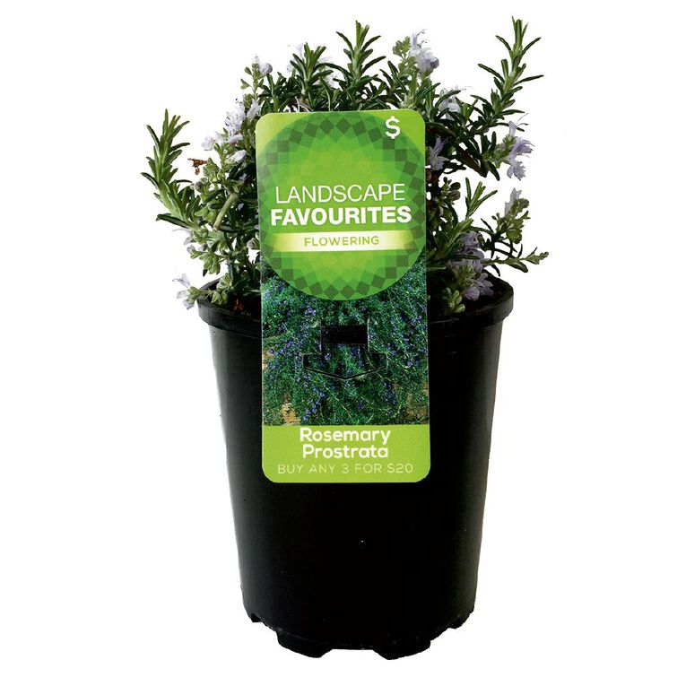 Landscape Favourites 1L Pot Assorted, , hi-res