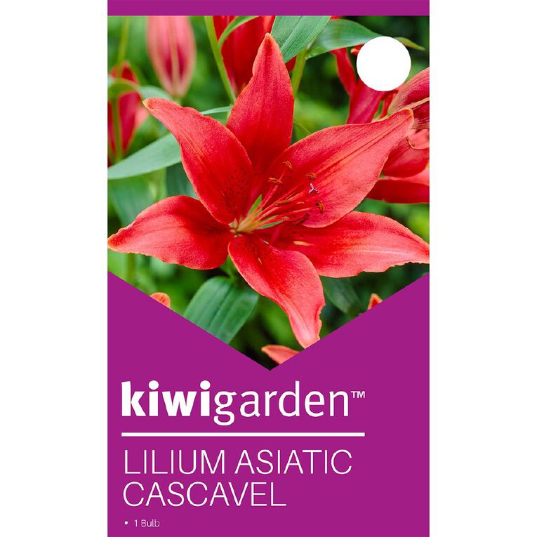 Kiwi Garden Asiatic Lily Cascavel 1 Pack, , hi-res