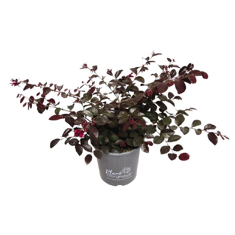 Lorapetalum Plum Gorgeous Potted Plant, , hi-res
