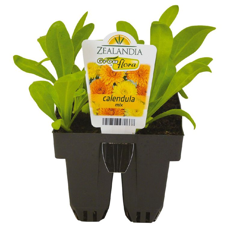 Growflora Calendula Mix, , hi-res