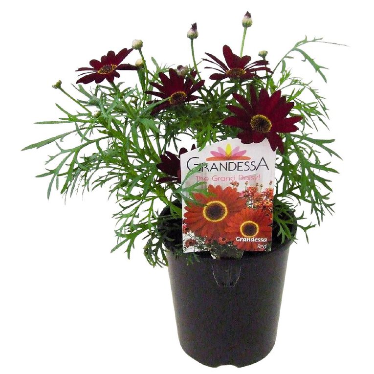 Grandesca Daisy  1.3L Pot, , hi-res