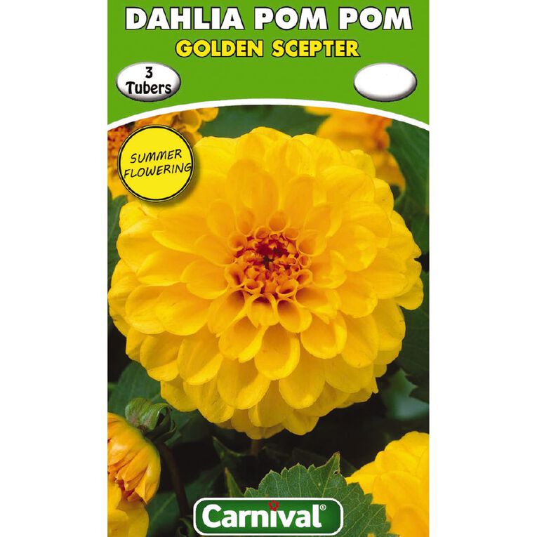Kiwi Garden Dahlia Bulb Single Variety 3 Pack, , hi-res